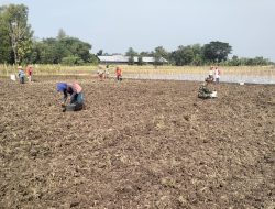 Serka Suprianto Babinsa Desa Ngringin koramil 0810/13 lengkong bantu warganya berikan kompos pada tanaman jagung.