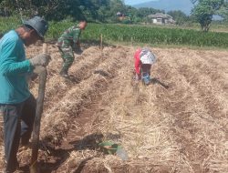 Guna Wujudkan Jawa Timur Lumbung Jagung, Babinsa Koramil 0810/Nganjuk ,Bantu Petani Tanam Jagung.