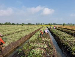 Dukung Ketahanan Pangan Babinsa Rejoso Bantu Petani Panen Bawang Merah
