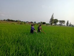 Babinsa Koramil 0810/09 Ngronggot Bantu Petani Tingkatkan Ketahanan Pangan