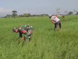 Babinsa Koramil 0810/03 Loceret Terjun Ke Sawah Bantu Petani Bersihkan Rumput.