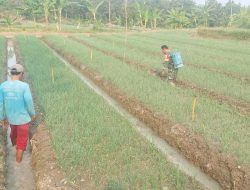 Untuk Hasil Panen Yang Maksimal, Babinsa Bantu Petani Bawang Merah Semprot Insektisida Ke Tanaman Bawang