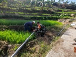 Babinsa Laksanakan Pendampingan Kepada Petani Dalam Rangka Ketahanan Pangan