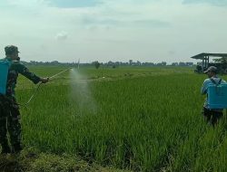 Babinsa Koramil Patianrowo Bantu Petani Semprot Tanaman Padi, Guna Antisipasi Hama Penyakit