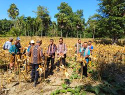 Kopda Seprianus Nesimnasi Babinsa Koramil 02/Abanteng Hadiri kegiatan panen raya jagung milik Poktan ADIKA Desa Oenino