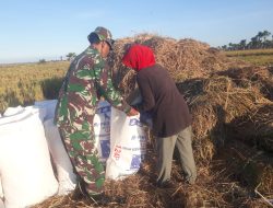 Pelda Filmon Natonis Babinsa Kodim 1621/TTS , Bantu Petani Laksanakan Rontok Padi Di Desa Bena