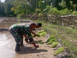 Tingkatkan Kesejahteraan Wilayah dan Masyarakat Binaan nya, Babinsa Koramil 03/Mollo Utara Bantu Poktan Agape Tanam Padi