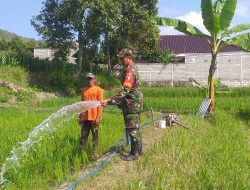 Dukung Program Ketahanan Pangan Babinsa Bajang Terjung Langsung Ke Sawah