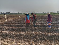 Genjot Ketahanan Pangan Babinsa Bantu Petani Tanam Jagung