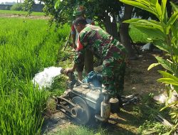 Dukung Program Ketahanan Pangan Babinsa Nganjuk Dampingi Petani