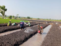 Babinsa Bagor Selalu Ikut Andil Dalam Pendampingan Petani Bawang Merah.