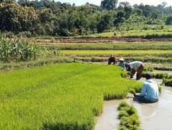 Babinsa Koramil 20 Ngluyu Pendampingan Ketahanan pangan