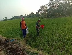 Babinsa Desa Blongko Membantu Proses Pemupukan Tanaman Paadi Misim Tanam Ke 3 Tahun 2024