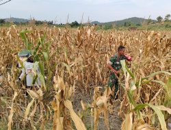 Babinsa Koramil 0810/20 Ngluyu Semangat Membantu Warga Memanen Jagung Diladang