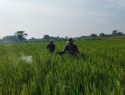 Basmi Hama Penyakit Babinsa Koramil 0810/09 Bantu Petani Menyemprot Desinvektan Untuk Tanaman Padi