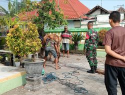 Wujud Kebersamaan Babinsa Kertosono Bantu Warga Potong Hewan Qurban Di Desa Binaan