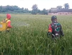 Cegah Hama Babinsa Koramil 0810/03 Loceret Dampingi Penyemprotan Tanaman Padi