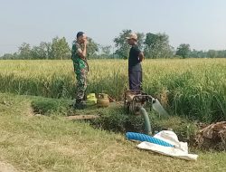 Dukung Ketahanan Pangan Babinsa Koramil 0810/03 Loceret Dampingi Petani Pompanisasi