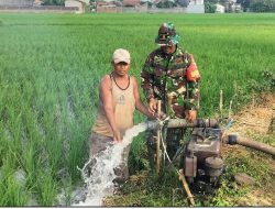 Babinsa Koramil 0810/01 Nganjuk Terjun Langsung Ke Wilayah Binaan Dalam Rangka Ketahanan Pangan.