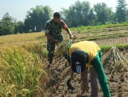 Bantu Petani Panen Padi, Bentuk Dukungan Babinsa Ngetos Sukseskan Ketahanan Pangan