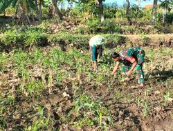 Babinsa Melaksanakan Pendampingan Ketahanan Pangan Kepada Petani Jagung di Desa Ngliman