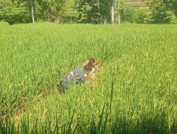 Babinsa Desa Mojo Duwur Koramil 0810/18 Ngetos Bantu Petani Mencabut Tanaman Gulma