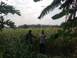 Wujud Nyata Babinsa Bantu Memperkuat Ketahanan Pangan Di Wilayahnya