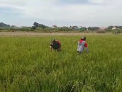 Babinsa Koramil Berbek Bantu Petani Cabut Rumput Di Sawah Untuk Jaga Kesuburan Tanaman Padi