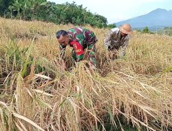 Dukung Program Ketahanan Pangan Nasional Babinsa Koramil 0810/18 Ngetos Bantu Petani Panen Padi