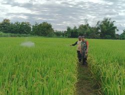 Aksi Babinsa Koramil 0810/03 Loceret Dampingi Penyemprotan Tanaman Padi Dukung Ketahanan Pangan Nasional