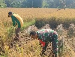 Wujud Nyata Kemanunggalan TNI – Rakyat Babinsa Bantu Warga Memanen Padi Dukung Ketahanan Pangan Nasional