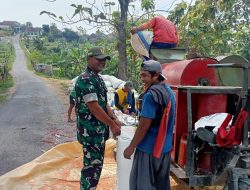 Guyup Rukun Babinsa Koramil 20 Ngluyu Pendampingan Ketahanan Pangan Panen Jagung