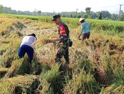 Babinsa Koramil 0810/18 Ngetos Mendukung Kemandirian Pangan Melalui Panen Padi Bersama Petani