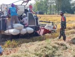 Sebagai Wujud Dukungan TNI, Babinsa Loceret Dukung Ketahanan Pangan