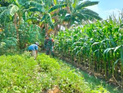 Babinsa Turun Langsung Optimalkan Pengairan Tanaman Jagung Demi Hasil Maksimal