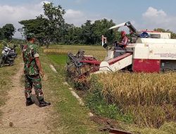 Pastikan Hasil Panen Melimpah Babinsa Koramil 0810/03 Loceret Laksanakan Pendampingan