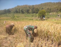 Sertu Kustono Babinsa Koramil 20 Ngluyu Terjun Ke Sawah Bantu Petani Panen Padi
