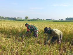 Dukung Program Ketahanan Babinsa Koramil 0810/03 Loceret Bantu Petani Pendampingan Panen Padi