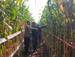 Babinsa Dampingi Petugas BPP Kecamatan Dan PT Corteva Dukung Petani Tingkatkan Komoditas Tanaman Jagung