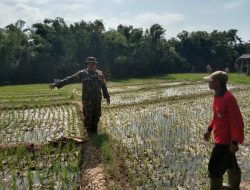Sudah Menjadi Keseharian Babinsa Selalu Mendampingi Petani Untuk Tingkatkan Hasil Panen