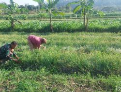 Babinsa Koramil 20 Ngluyu Pendampingan Ketahanan Pangan Bawang Merah