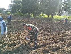Dukung Ketahanan Pangan Nasional Babinsa Koramil 0810/03 Loceret Bantu Warga Binaan Tanam Jagung