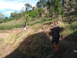 Sukseskan Ketahanan Pangan Nasional Babinsa Koramil 0810/18 ngetos Bantu Panen Padi warga