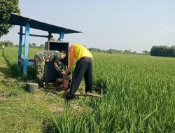 Wujud Nyata Kemanunggalan TNI Dan Rakyat, Babinsa Membantu Petani Diwilayah Desa Binaan