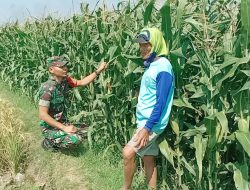 Upaya Babinsa Koramil Loceret Tingkatkan Produksi Serta Kualitas Hasil Panen tanaman Jagung