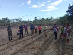 Koptu Yeskial Taopan Babinsa Kodim 1621 TTS Dampingi Poktan Sederhana Linamnutu Tanam Jagung Dalam Ketahanan Pangan Nasional