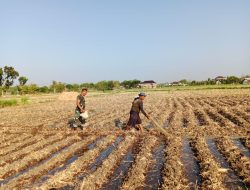 Babinsa Kel Kramat Koramil 0810/01 Nganjuk Pendampingan Bersama Petani Jagung Di Wilayah Binannnya.