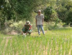 Dalam Rangka Dukung Ketahanan Pangan Babinsa Laksanakan Pendampingan Langsung Kepada Petani