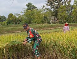 Babinsa Koramil 0810 / 01 Nganjuk Terjun Langsung Ke Sawah Laksanakan Pendampingan Panen Padi