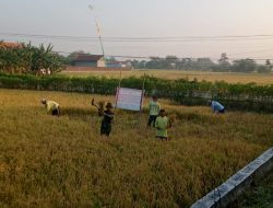 Dalam Rangka Meningkatkan Produksi Pertanian Babinsa Melaksanakan Pendampingan Petani.